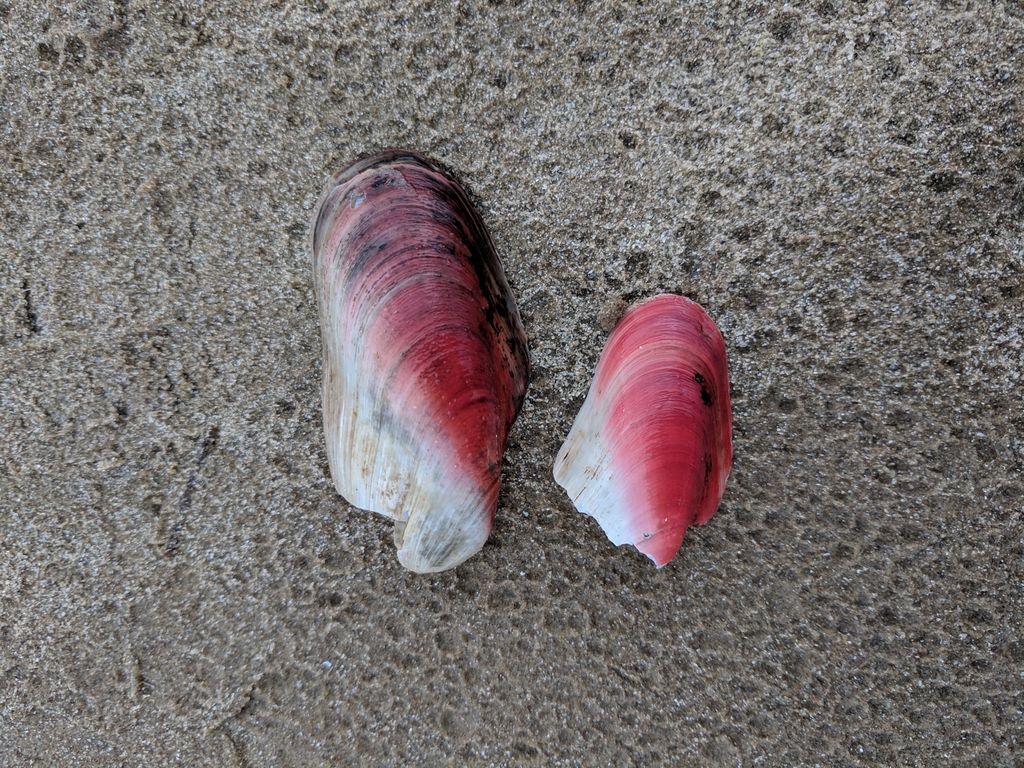 Tulip Mussel