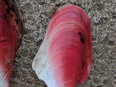 Modiolus americanus