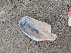 Modiolus americanus