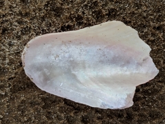 Modiolus americanus
