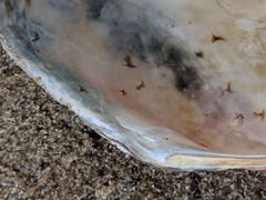 Modiolus americanus