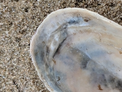 Modiolus americanus
