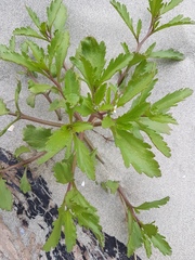 Cakile edentula edentula