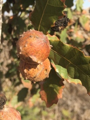 Andricus sternlichti