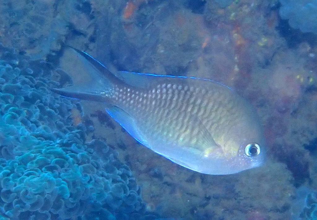 Ternate chromis