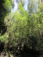 Coprosma pedicellata