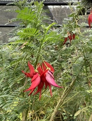 Clianthus