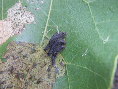 Poneridia semipullata