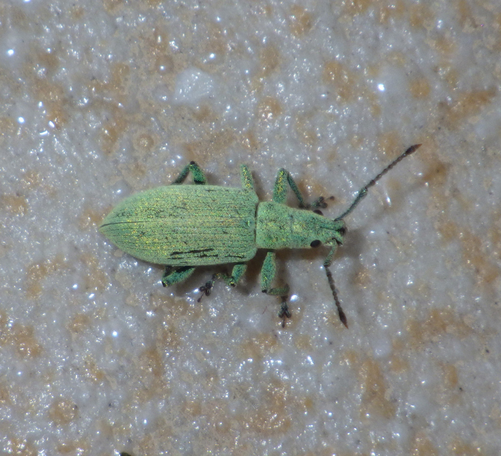 Phyllobius solskyi