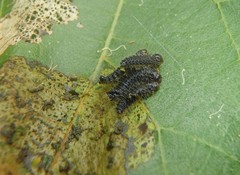 Poneridia semipullata