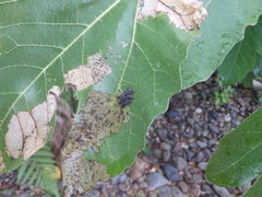 Poneridia semipullata