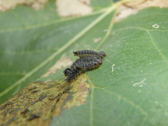 Poneridia semipullata