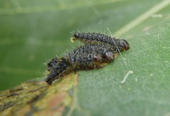 Poneridia semipullata