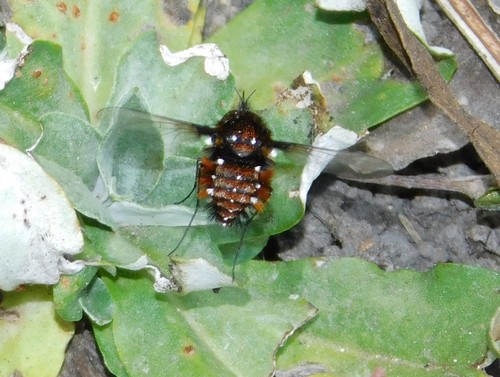 Bombylella elegans