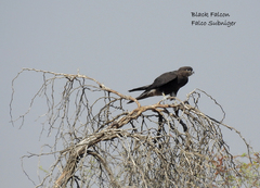Falco subniger