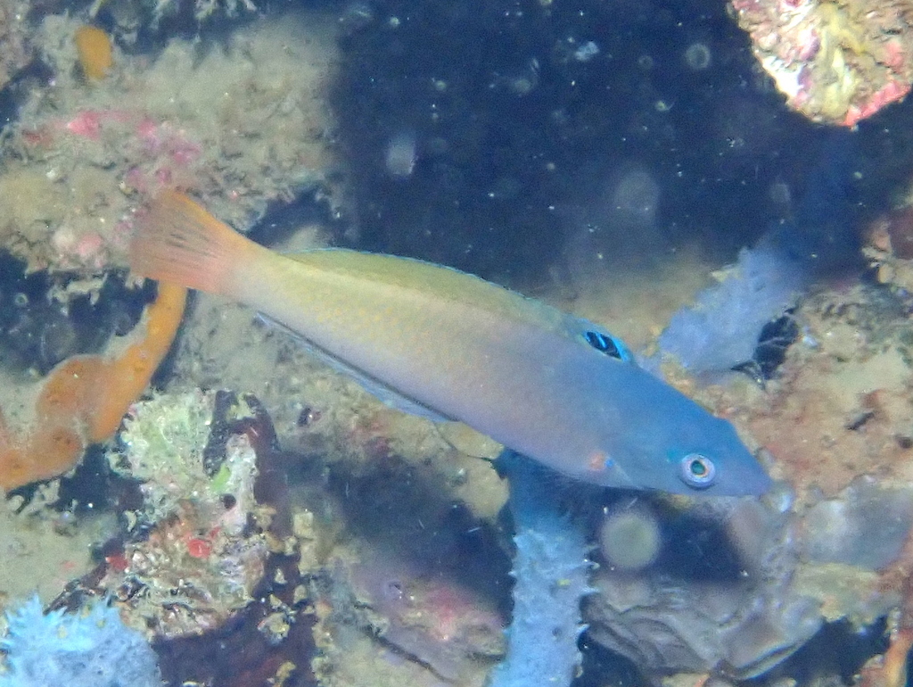 Half-grey Wrasse