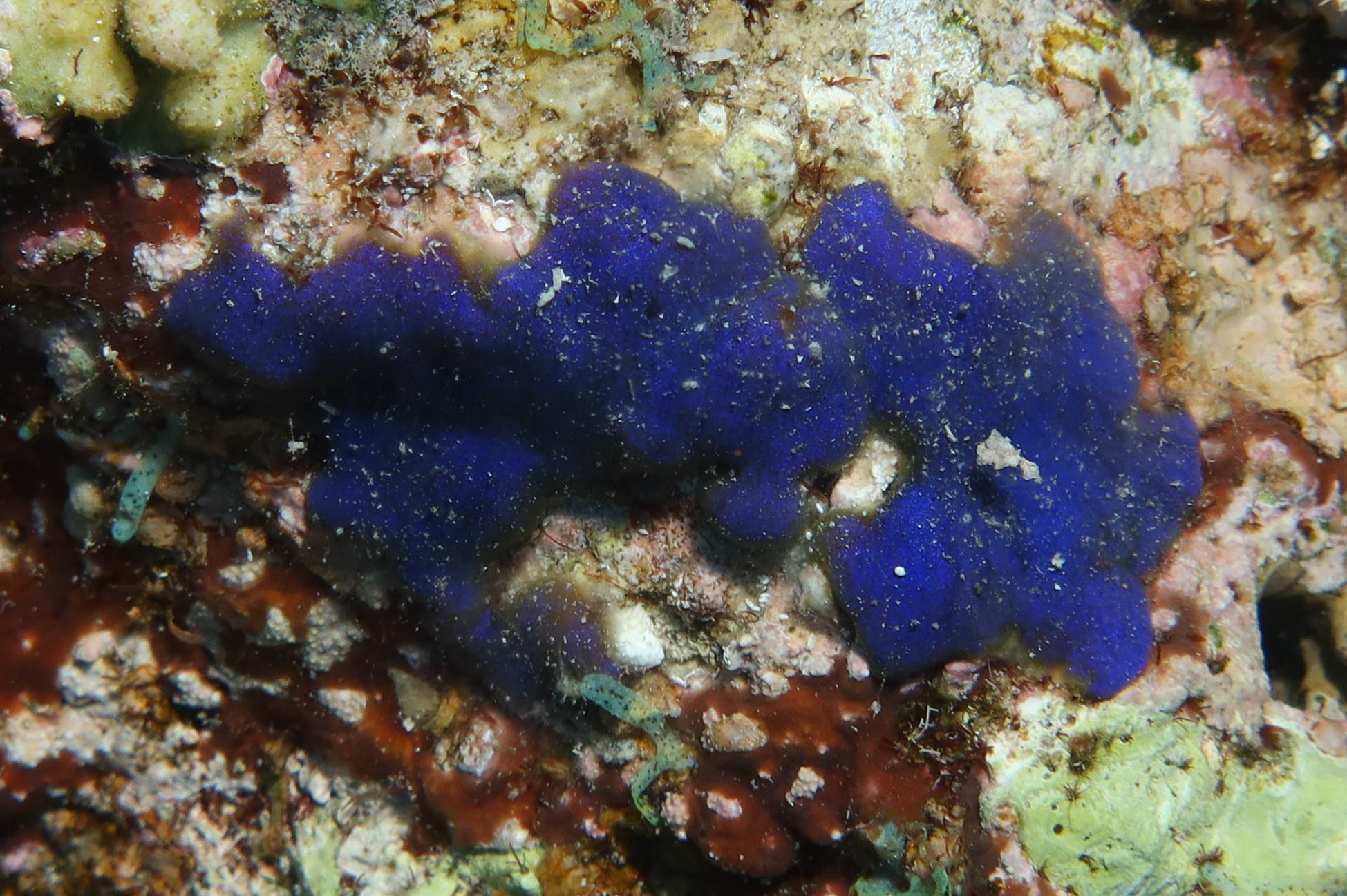 Codium arabicum