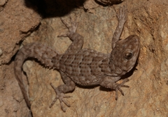 Kotschy's Gecko photo 4
