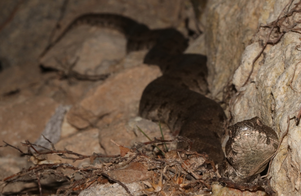 Cyclades Blunt-nosed Viper