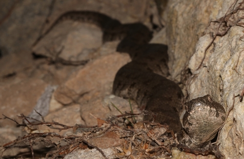 Cyclades Blunt-nosed Viper