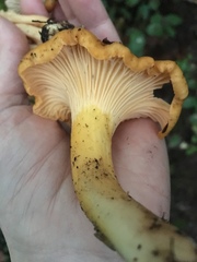 Cantharellus formosus image