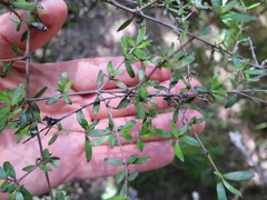 Coprosma obconica