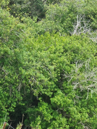 Salix canariensis image