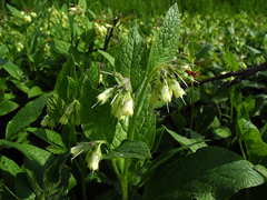 Symphytum bulbosum
