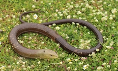 European Glass Lizard photo 4