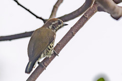 Picumnus innominatus