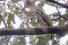 Picumnus innominatus