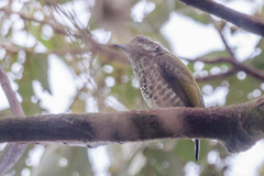 Picumnus innominatus