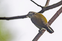 Picumnus innominatus