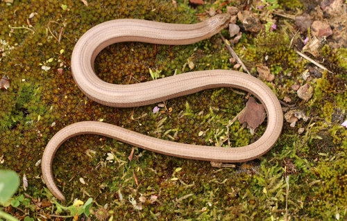 Greek Slow Worm, Anguis graeca