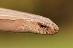 Greek Slow Worm photo 2