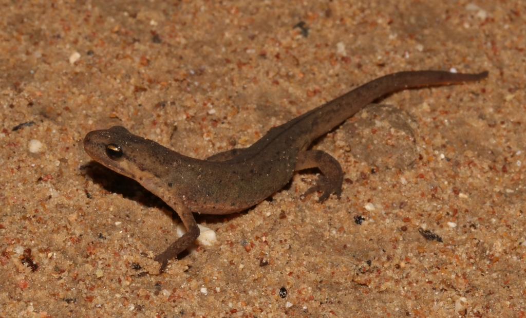 Greek Smooth Newt