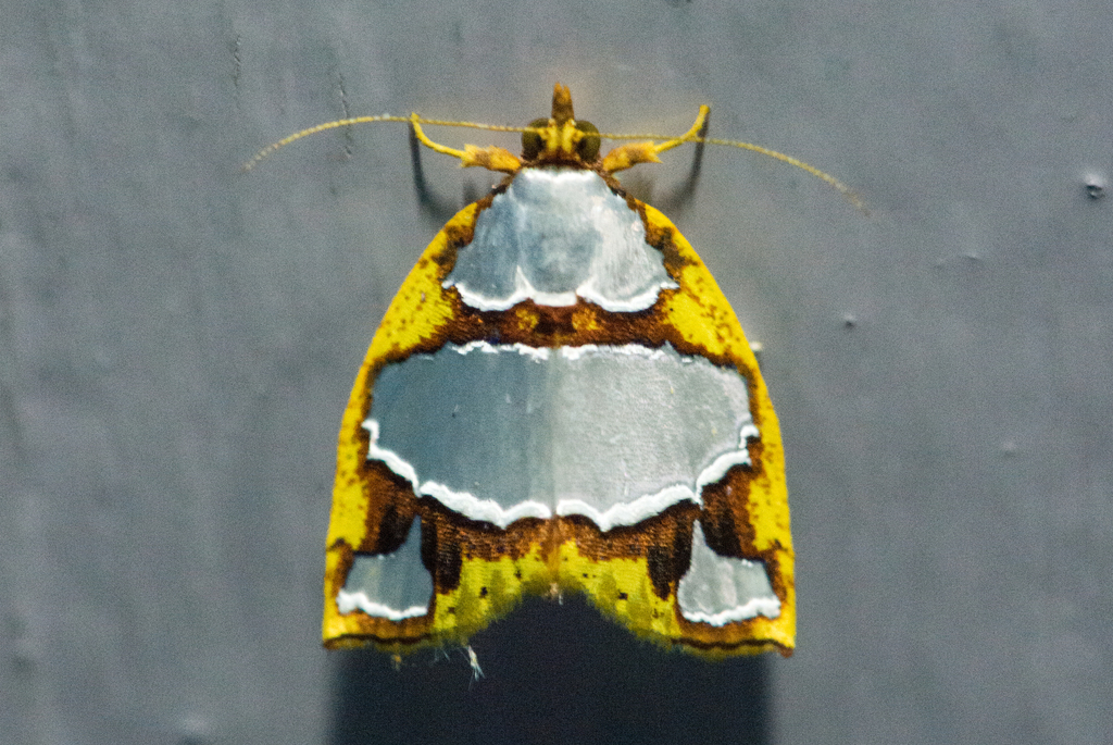 Titulcia eximia