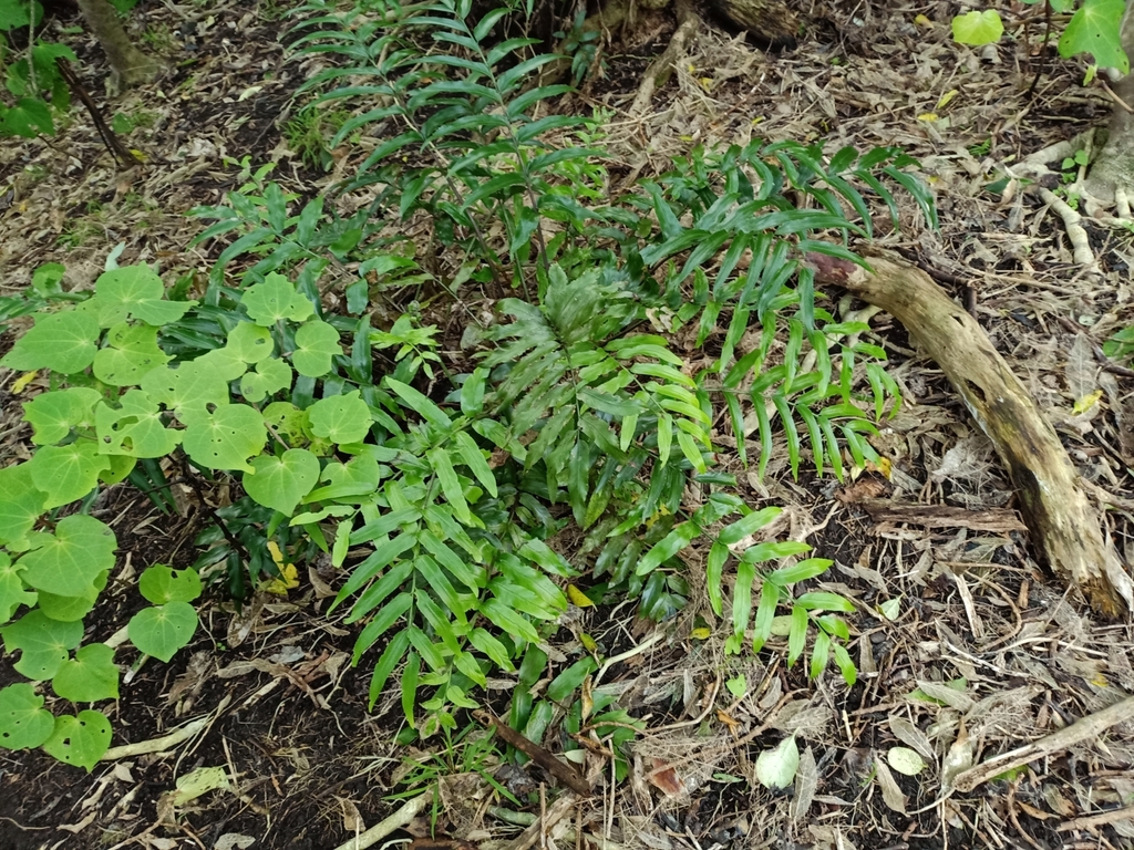 Shining Spleenwort From Rangitatau Reserve On May 22 2023 At 03 43 PM By Sunita Singh INaturalist