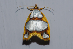 Titulcia eximia