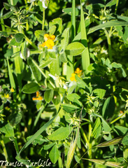 Medicago radiata