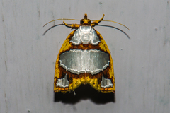 Titulcia eximia