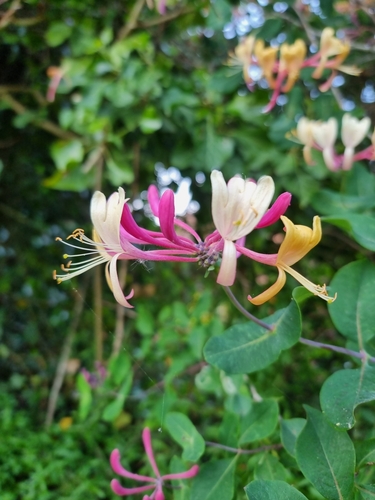 Garden Honeysuckle (Lonicera ×)