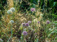 Allium