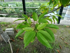 Magnolia denudata