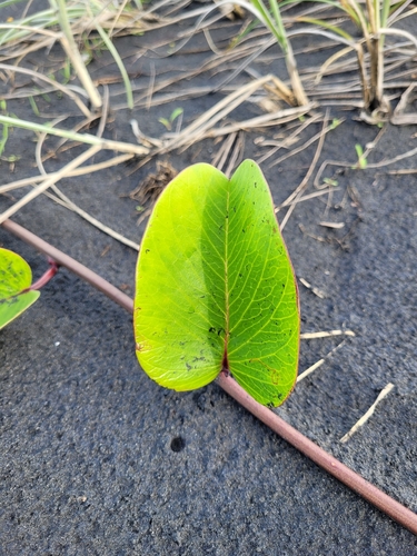 Ipomoea pes-caprae iNat (2)