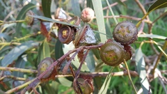 Eucalyptus globulus globulus