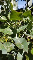 Eucalyptus globulus globulus