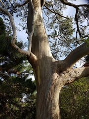 Eucalyptus globulus globulus