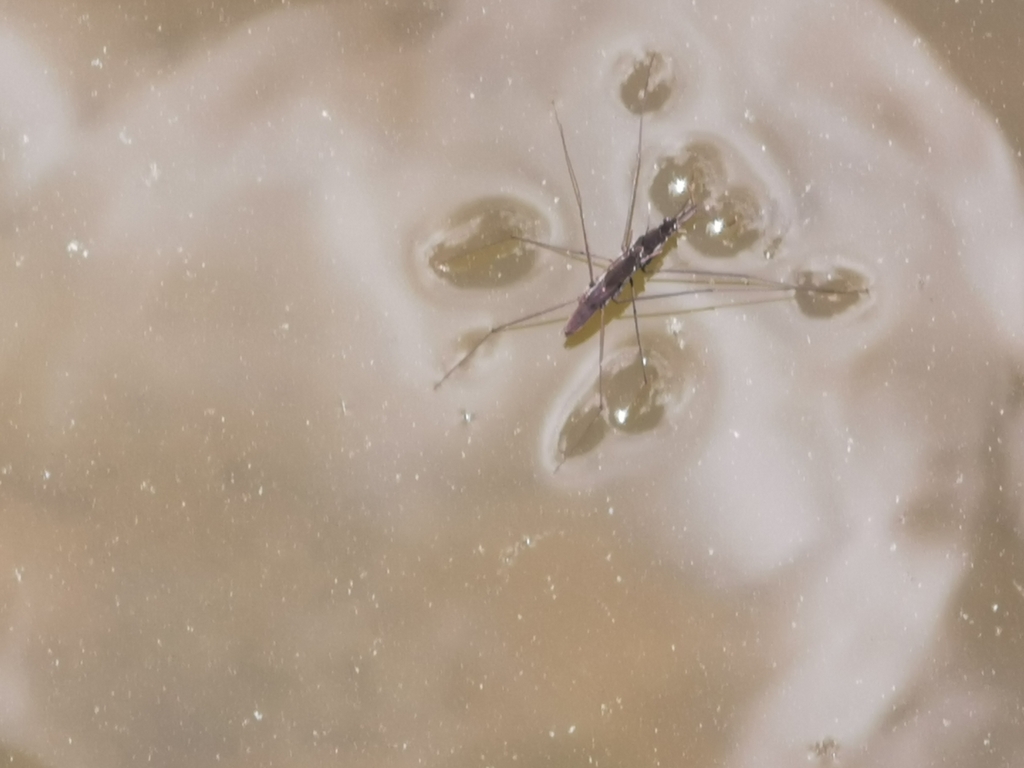 Aquarius paludum paludum from Berżniki 48, 16500, Lenkija on May 23