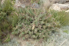Berkheya cruciata